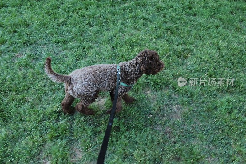 小狗母狗- Lagotto Romagnolo